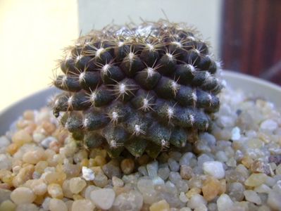 Copiapoa humilis ssp. tenuissima