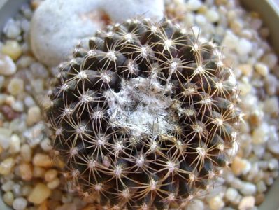 Copiapoa humilis ssp. tenuissima