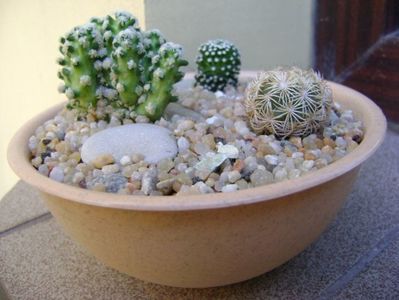 Grup de 3 cactusi; Coryphantha echinus, SB377 Val Verde Co, TX
Mammillaria luethyi
Mammillaria theresae
