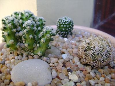 Grup de 3 cactusi; Coryphantha echinus, SB377 Val Verde Co, TX
Mammillaria luethyi
Mammillaria theresae
