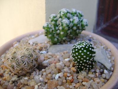 Grup de 3 cactusi; Coryphantha echinus, SB377 Val Verde Co, TX
Mammillaria luethyi
Mammillaria theresae
