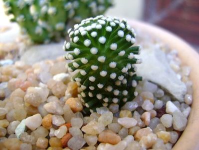 Mammillaria luethyi