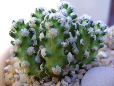 Mammillaria theresae