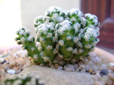 Mammillaria theresae