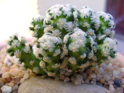 Mammillaria theresae