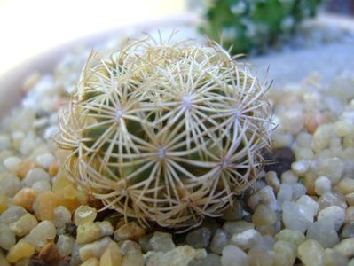 Coryphantha echinus, SB377 Val Verde Co, TX