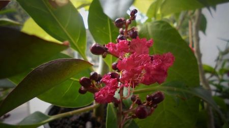 Lagerstroemia,mult asteptata si ea