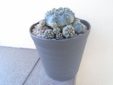 Gymnocalycium bruchii f. brigittae,  Taninga, Argentina