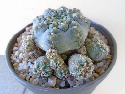 Gymnocalycium bruchii f. brigittae,  Taninga, Argentina