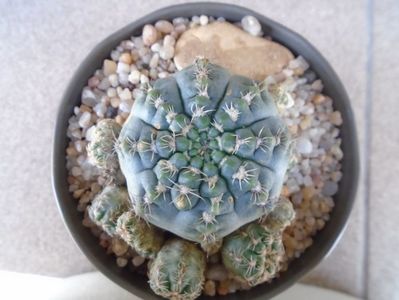 Gymnocalycium bruchii f. brigittae,  Taninga, Argentina