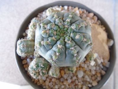 Gymnocalycium bruchii f. brigittae,  Taninga, Argentina