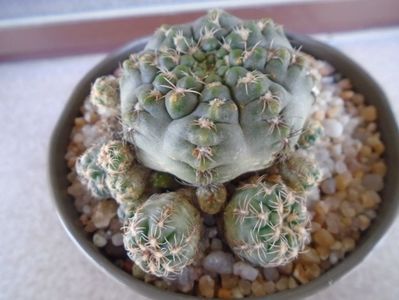 Gymnocalycium bruchii f. brigittae,  Taninga, Argentina