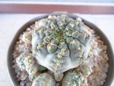 Gymnocalycium bruchii f. brigittae,  Taninga, Argentina