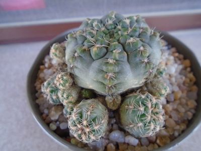 Gymnocalycium bruchii f. brigittae,  Taninga, Argentina