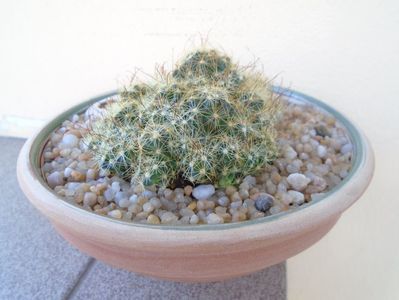 Mammillaria surculosa