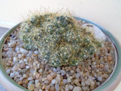 Mammillaria surculosa