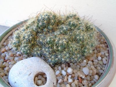 Mammillaria surculosa