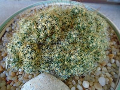 Mammillaria surculosa