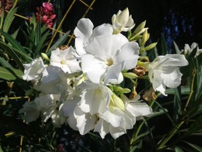 leandru flori albe duble parfumate