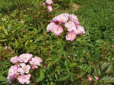 Heavenly Pink