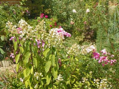 hydrangea pan. Interhydia - Pink Diamond