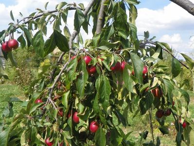 malus Cheal's Weeping