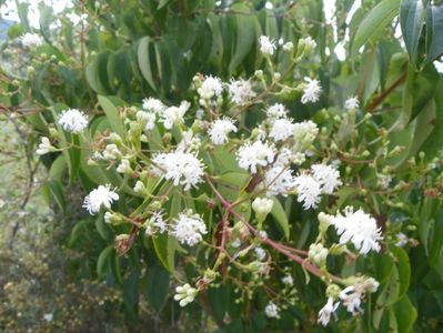 heptacodium miconioides