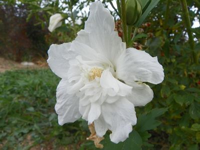 hibiscus syriacus White Chiffon