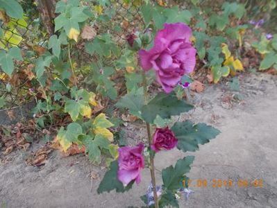 Hibiscus de gradina-DUC DE  BRABANT