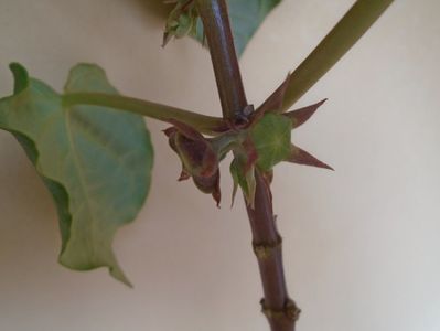 Matelea cyclophylla, boboci