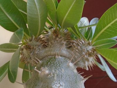 Pachyipodium brevicaule (altoit pe Pachypodium saundersii), boboci