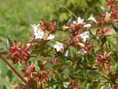 abelia grandiflora
