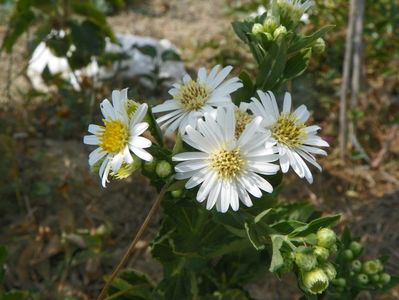 aster ageratoides Sunshine