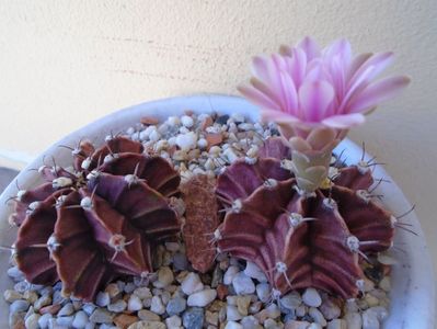 Gymnocalycium friedrichii, 2 ex.