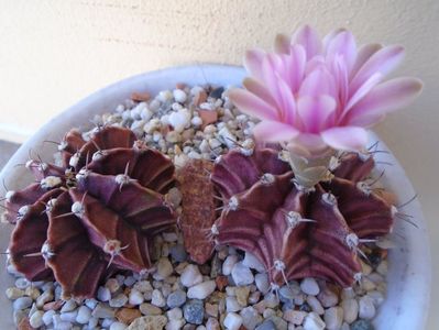 Gymnocalycium friedrichii