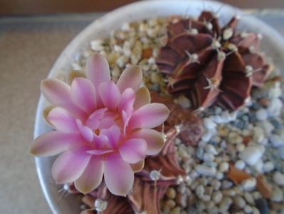 Gymnocalycium friedrichii