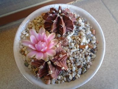 Gymnocalycium friedrichii