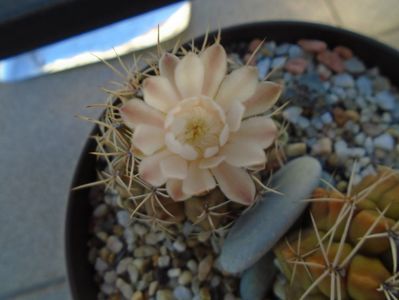 Gymnocalycium damsii v. tucavocense