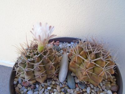 Gymnocalycium damsii v. tucavocense, 2 ex.