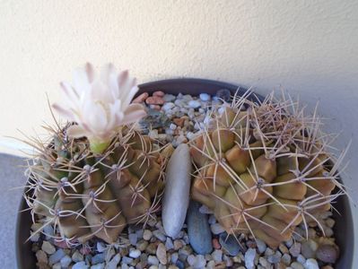 Gymnocalycium damsii v. tucavocense