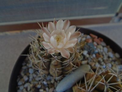 Gymnocalycium damsii v. tucavocense