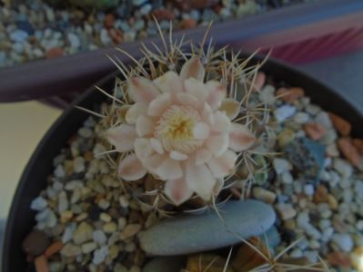 Gymnocalycium damsii v. tucavocense