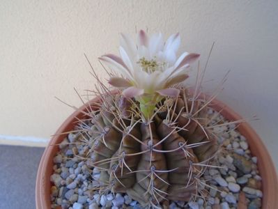 Gymnocalycium damsii v. tucavocense