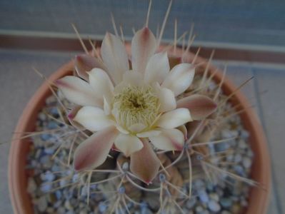 Gymnocalycium damsii v. tucavocense