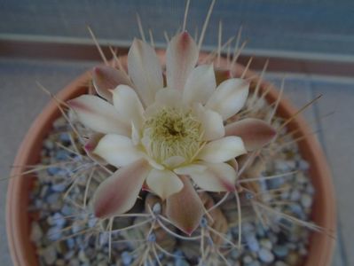 Gymnocalycium damsii v. tucavocense