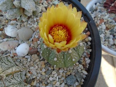 Astrophytum asterias hb.