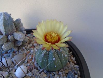 Astrophytum asterias hb.