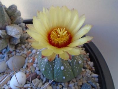 Astrophytum asterias hb.