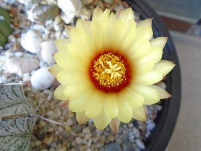 Astrophytum asterias hb.