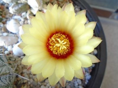 Astrophytum asterias hb.